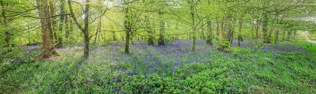 Bluebells at Lanhydrock