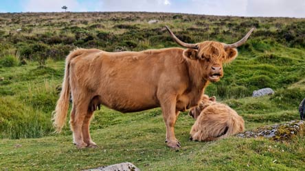 Highland Cattle on the Moors