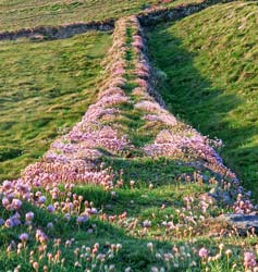 Wall covered in Sea Thrift